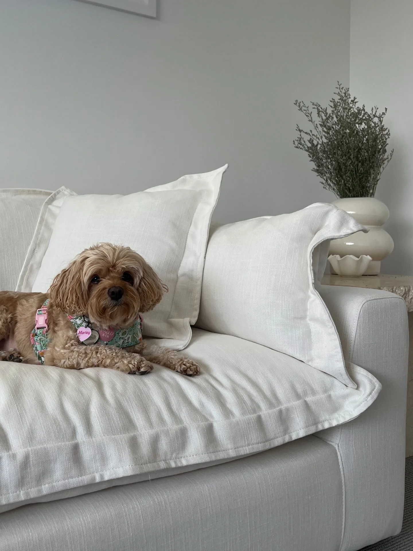 Marley curled up on our cream sofa